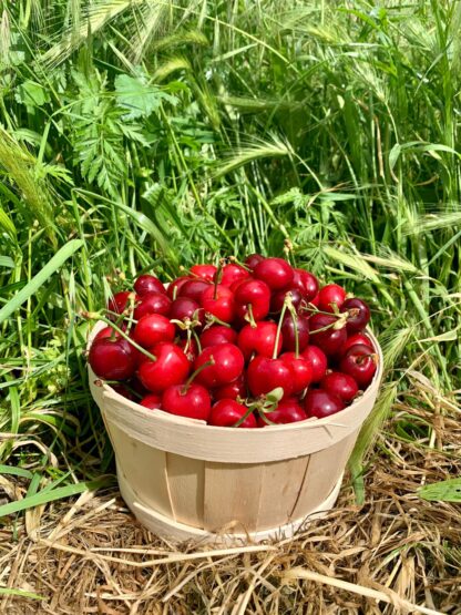 Cerise - Barquette de 500g