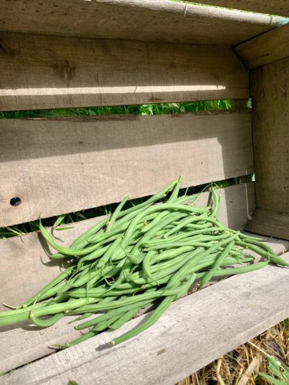 Haricot Vert