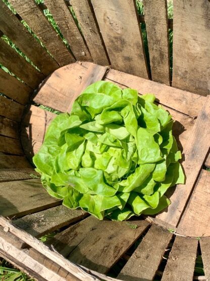 Salade Laitue