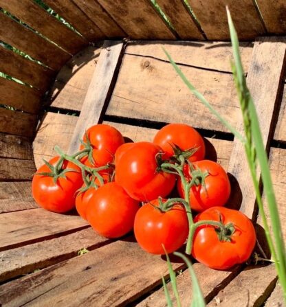 Tomate Ronde en Grappe