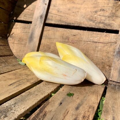 Endive