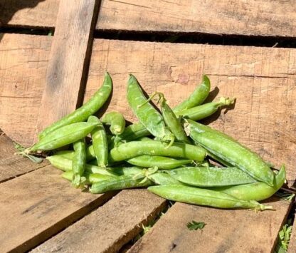 Petit Pois