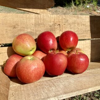 Pomme Royal Gala