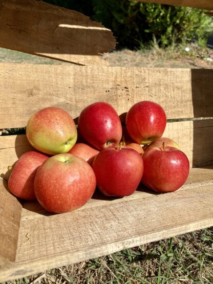 Pomme Royal Gala