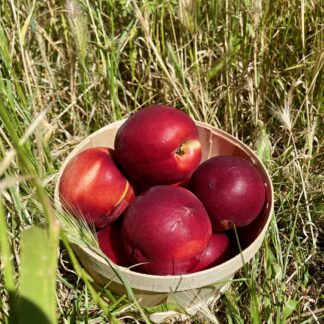 Nectarine Blanche
