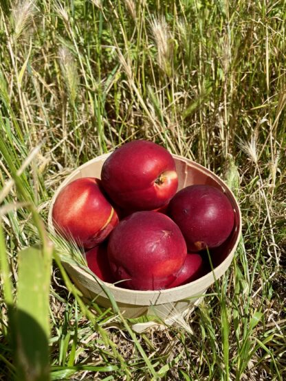 Nectarine Blanche