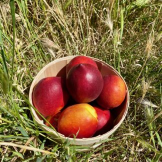 Nectarine Jaune