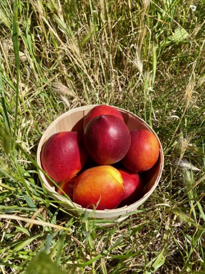 Nectarine Jaune