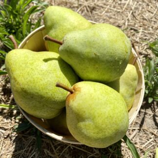 Poire Williams Verte