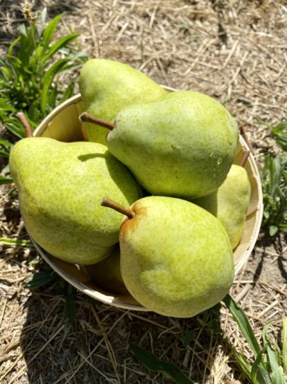 Poire Williams Verte