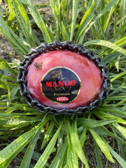 Mangue Avion