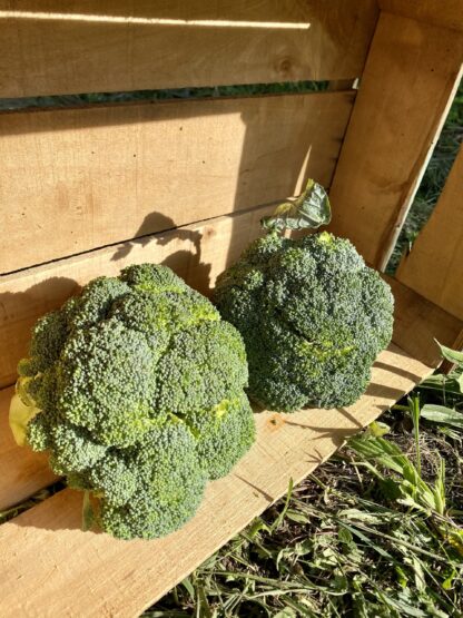 Brocoli