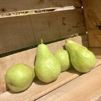 Poire Guyot