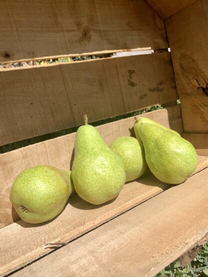 Poire Guyot