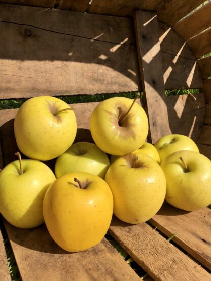 Pomme Golden