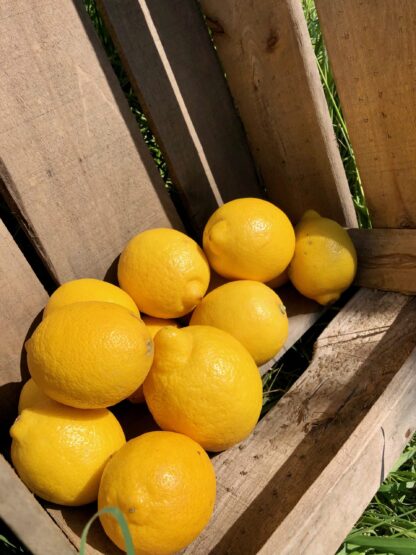 Citron Jaune