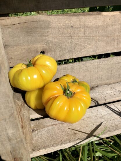 Tomate Ananas