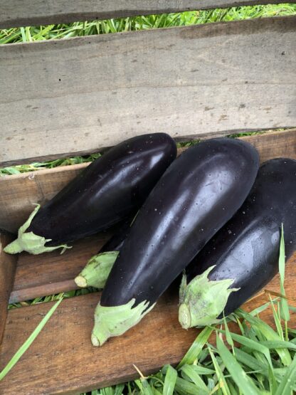 Aubergine