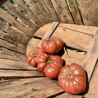 Tomate Noire de Crimée