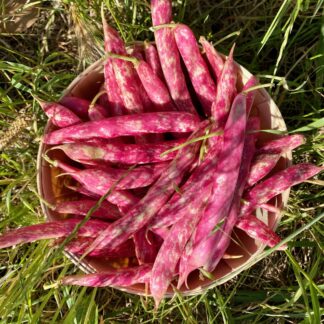 Haricot Coco Rouge