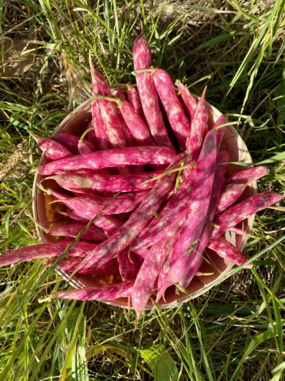 Haricot Coco Rouge