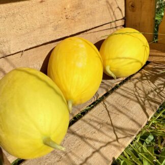Melon Canari - Tranche