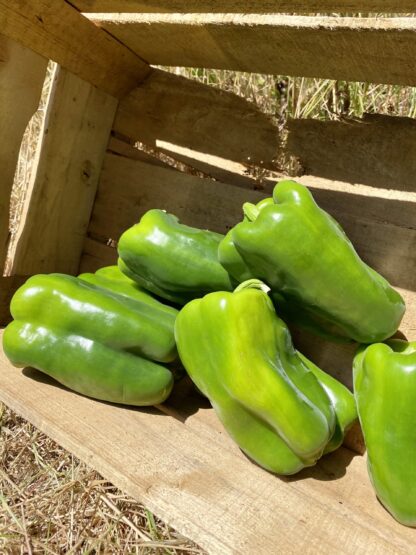 Poivron Vert