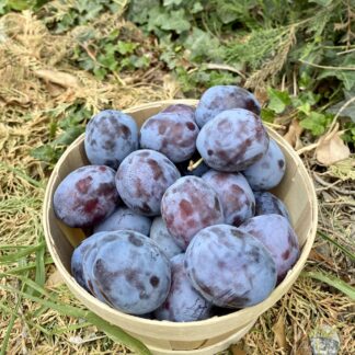 Prune "Questch"
