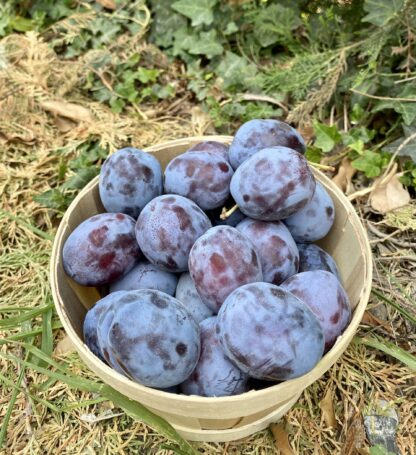 Prune "Questch"