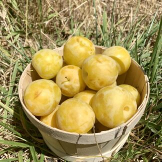 Prune Golden