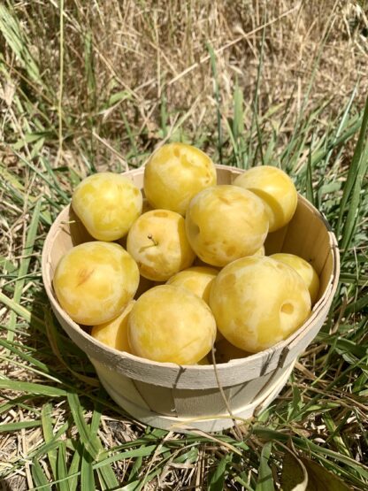 Prune Golden