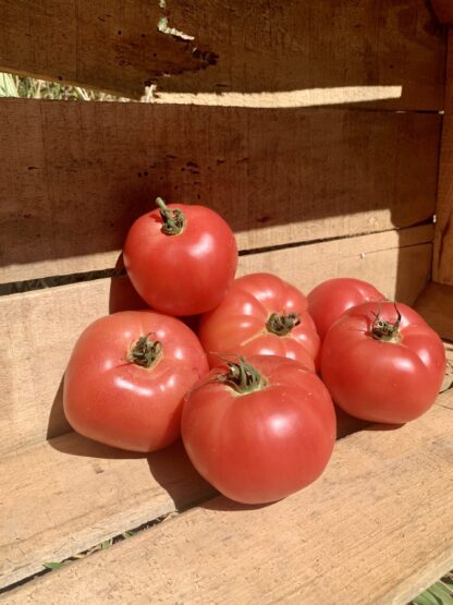 Tomate Rose de Berne