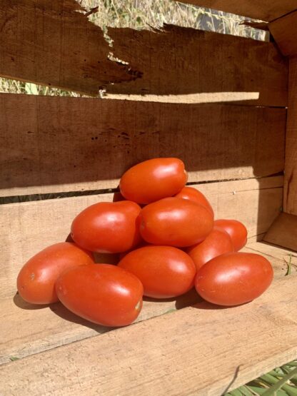 Tomate Roma