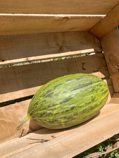 Melon Vert - Tranche