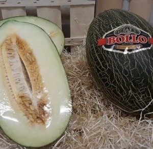 Melon Vert "Bollo"