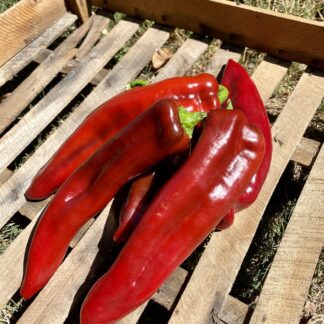 Poivron "Cornes de Boeuf" (rouge)