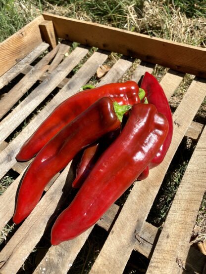 Poivron "Cornes de Boeuf" (rouge)