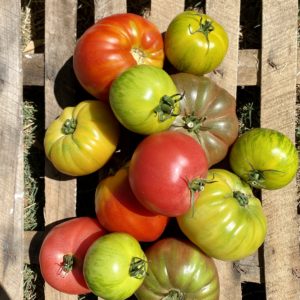Tomates Anciennes Mélangées