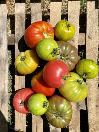 Tomates Anciennes Mélangées