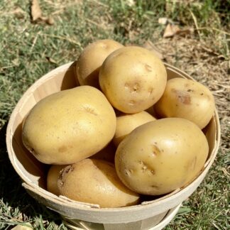 Pomme de Terre - Agata