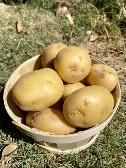 Pomme de Terre - Agata