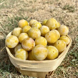 Prune "Mirabelle"