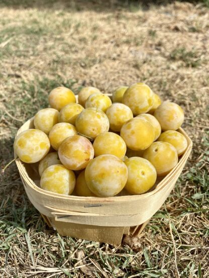 Prune "Mirabelle"
