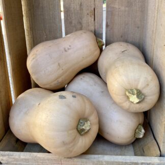 Butternut