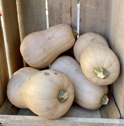 Butternut