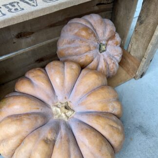 Courge Muscade