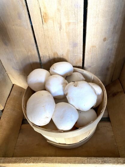 Champignon de Paris