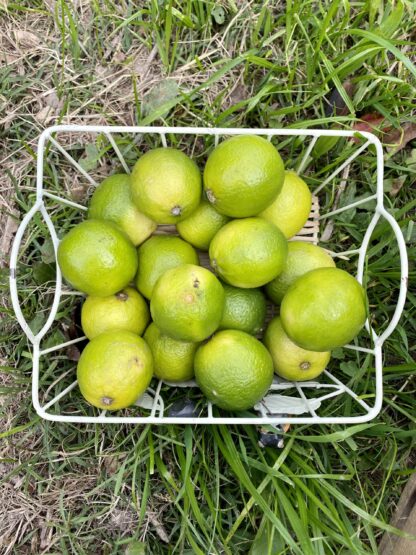 Citron Vert