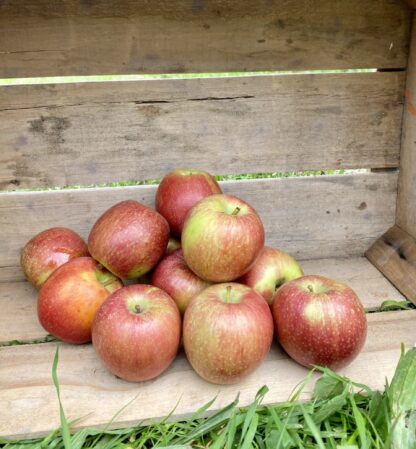Pomme Braeburn