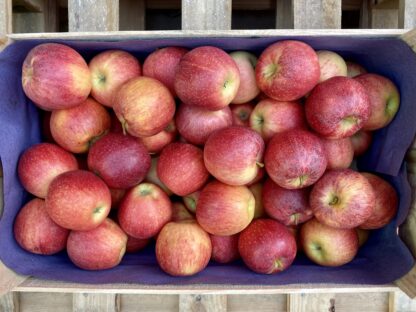 Pomme Royal Gala - Caisse de 5kg